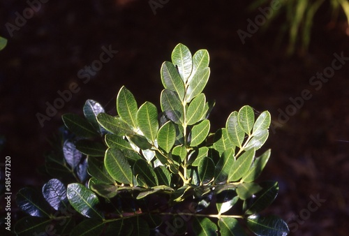 Zanthoxylum coriaceum - Biscayne Prickley Ash Leaves photo