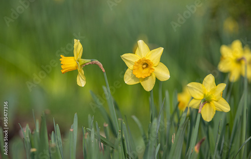 Fototapeta Naklejka Na Ścianę i Meble -  Narcissus, yellow flower on a blurred green background.