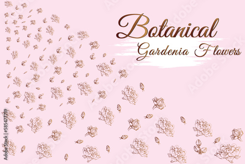 Gardenia line flowers. frame and pink background vector illustration.