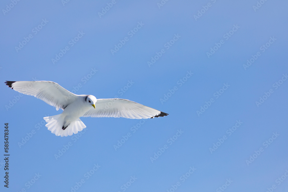 Gaviota tridáctila (Rissa tridactyla) volando sobre el Mar Mediterráneo al amanecer. Marzo, primavera, volar, libre, libertad, ave, blanca, alas, vida silvestre. Gaviota tridáctila (Rissa tridactyla) volando sobre el Mar Mediterráneo al amanecer. Marzo, primavera, volar, libre, libertad, ave, blanca, alas, vida silvestre.