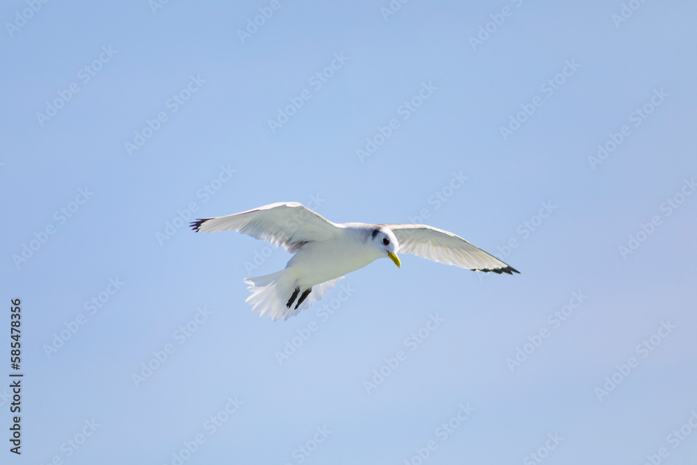 Gaviota tridáctila (Rissa tridactyla) volando sobre el Mar Mediterráneo al amanecer. Marzo, primavera, volar, libre, libertad, ave, blanca, alas, vida silvestre. Gaviota tridáctila (Rissa tridactyla) volando sobre el Mar Mediterráneo al amanecer. Marzo, primavera, volar, libre, libertad, ave, blanca, alas, vida silvestre.