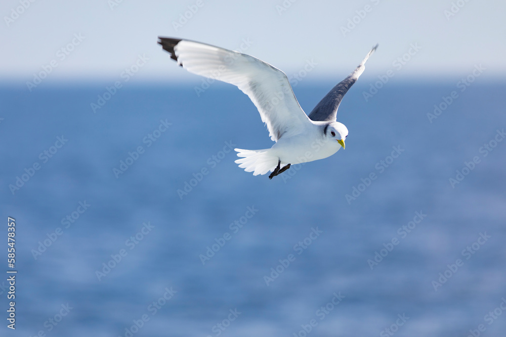 Gaviota tridáctila (Rissa tridactyla) volando sobre el Mar Mediterráneo al amanecer. Marzo, primavera, volar, libre, libertad, ave, blanca, alas, vida silvestre.