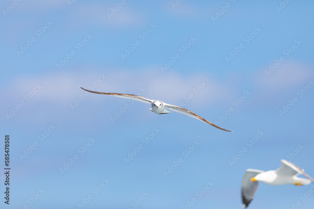 Gaviota tridáctila (Rissa tridactyla) volando sobre el Mar Mediterráneo al amanecer. Marzo, primavera, volar, libre, libertad, ave, blanca, alas, vida silvestre. Gaviota tridáctila (Rissa tridactyla) volando sobre el Mar Mediterráneo al amanecer. Marzo, primavera, volar, libre, libertad, ave, blanca, alas, vida silvestre.