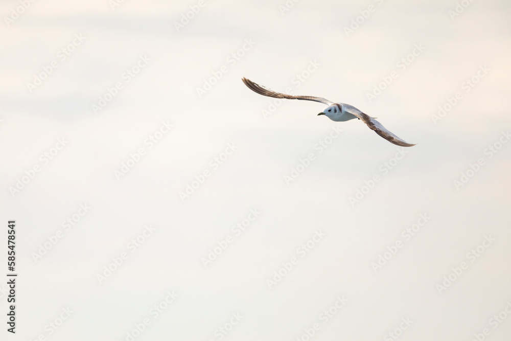 Gaviota tridáctila (Rissa tridactyla) volando sobre el Mar Mediterráneo al amanecer. Marzo, primavera, volar, libre, libertad, ave, blanca, alas, vida silvestre. Gaviota tridáctila (Rissa tridactyla) volando sobre el Mar Mediterráneo al amanecer. Marzo, primavera, volar, libre, libertad, ave, blanca, alas, vida silvestre.