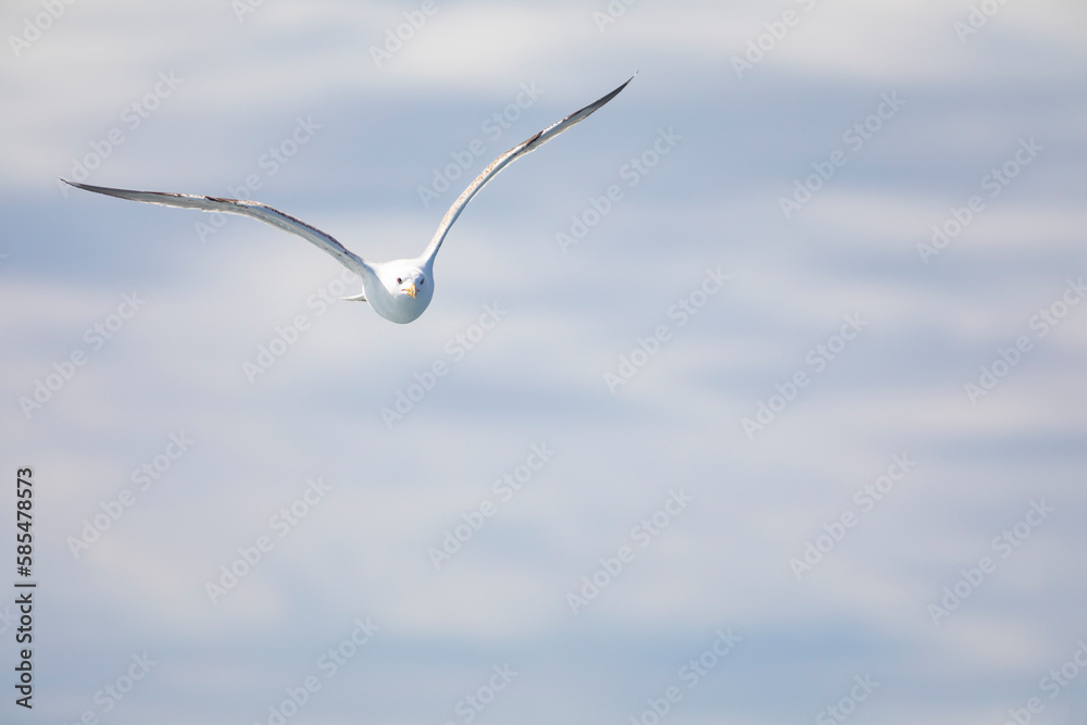 Gaviota patiamarilla (Larus michahellis) volando sobre el Mar Mediterráneo al amanecer. Fauna, primavera. Gaviota patiamarilla (Larus michahellis) volando sobre el Mar Mediterráneo al amanecer. Fauna, primavera.