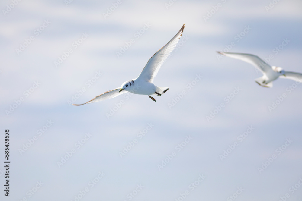 Gaviota tridáctila (Rissa tridactyla) volando sobre el Mar Mediterráneo al amanecer. Marzo, primavera, volar, libre, libertad, ave, blanca, alas, vida silvestre. Gaviota tridáctila (Rissa tridactyla) volando sobre el Mar Mediterráneo al amanecer. Marzo, primavera, volar, libre, libertad, ave, blanca, alas, vida silvestre.