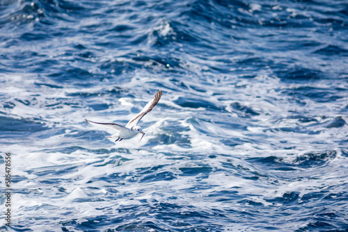 Gaviota tridáctila (Rissa tridactyla) con un pescado (pez) volando sobre el Mar Mediterráneo al amanecer. Marzo, primavera, volar, libre, libertad, ave, blanca, alas, vida silvestre. © David