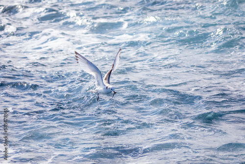 Gaviota trid  ctila  Rissa tridactyla  con un pescado  pez  volando sobre el Mar Mediterr  neo al amanecer. Marzo  primavera  volar  libre  libertad  ave  blanca  alas  vida silvestre.