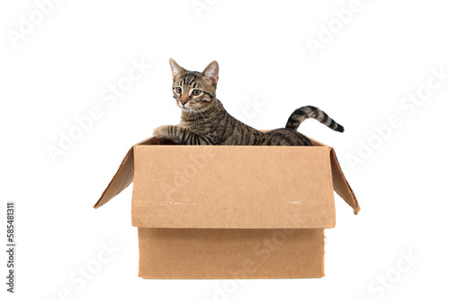 Bengal Tabby mix kitten inside a box