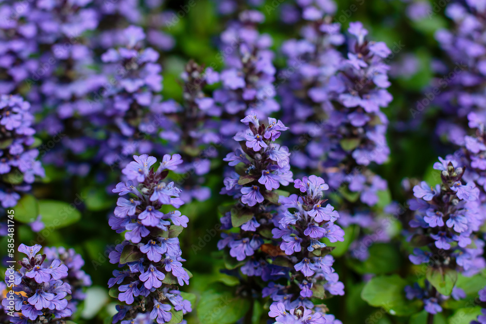 Creeping tenacious ( lat. Ajuga reptans ) is a species of perennial herbaceous plants from the genus Tenacious of the Lamiaceae family Creeping tenacious ( lat. Ajuga reptans ) is a species of perennial herbaceous plants from the genus Tenacious of the Lamiaceae family