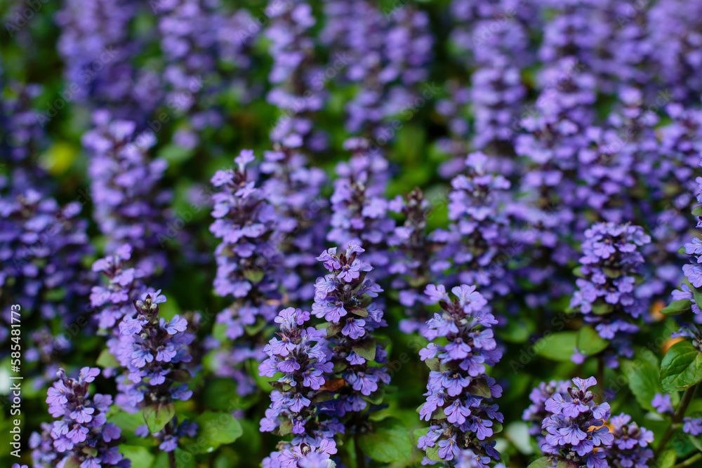 Creeping tenacious ( lat. Ajuga reptans ) is a species of perennial herbaceous plants from the genus Tenacious of the Lamiaceae family Creeping tenacious ( lat. Ajuga reptans ) is a species of perennial herbaceous plants from the genus Tenacious of the Lamiaceae family