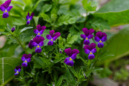 Violet tricolor  or pansies   lat. Viola tricolor   - herbaceous annual or biennial  occasionally perennial  plant