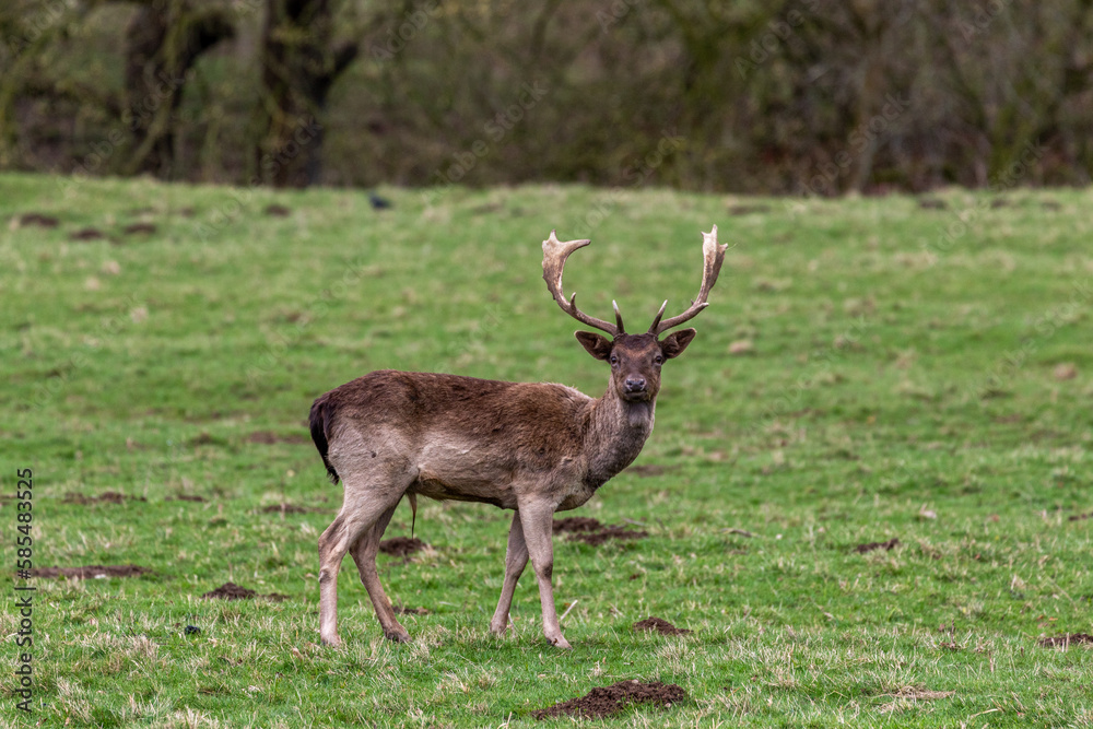 deer in the woods deer in the woods