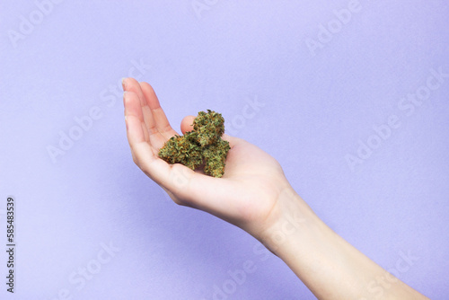 A female hand with natural nails holds three dry buds of medical marijuana on a light purple background.  copy space © Nyaaka