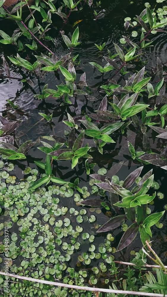 growth, leaves, leaf, garden, growing, summer, vegetable, spring, plant, leaves in the rain, water, stream, nature, agriculture, ivy, foliage, field, fresh, food, wall, organic, bush, grow, farm, natu