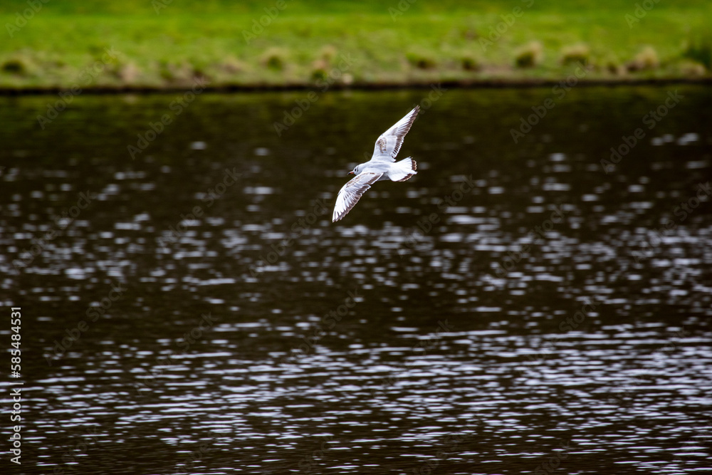 seagull in flight seagull in flight