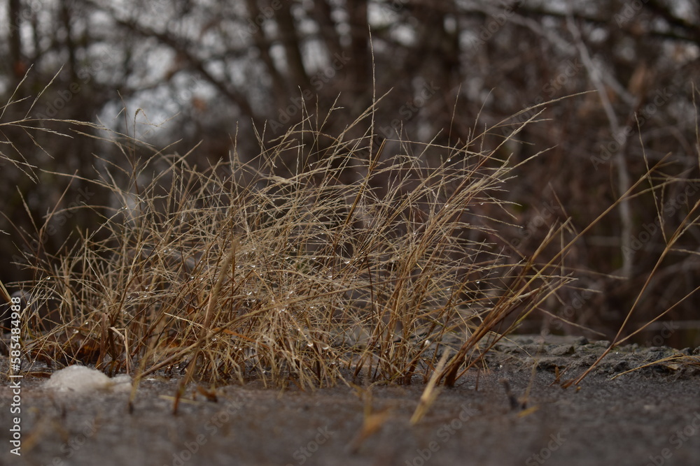 Fototapeta premium in the forest