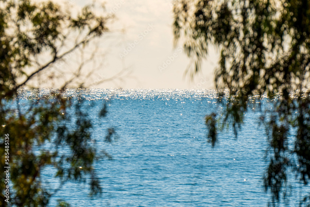 Fototapeta premium reflection of trees in water