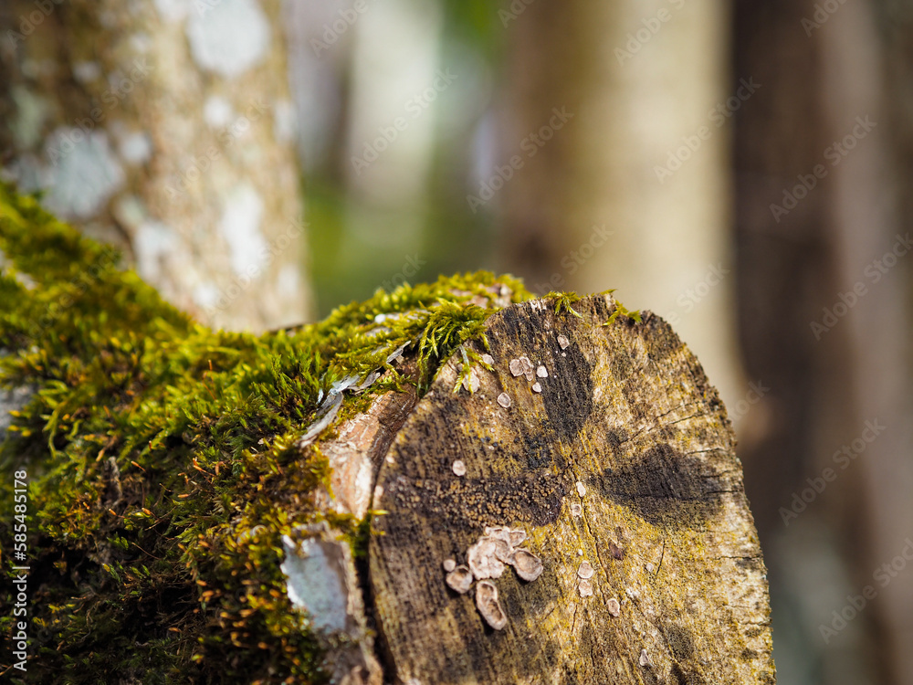 spring, old trees in the forest, trunk overgrown with moss and cut branches