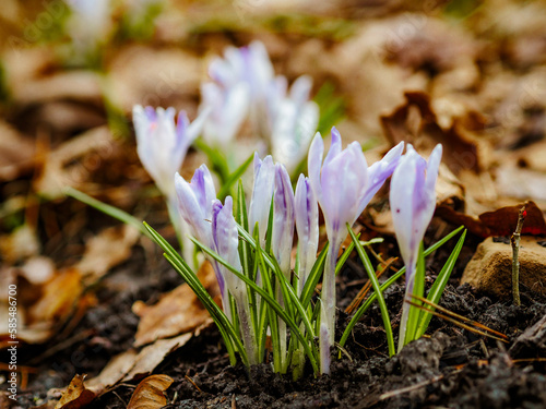 spring in the forest, purple crocuses grow on the ground in old autumn leaves