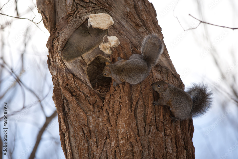 un écureuil sur le tronc d