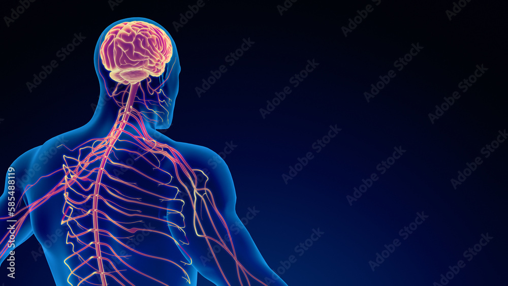 Human nervous system medical background Human nervous system medical background