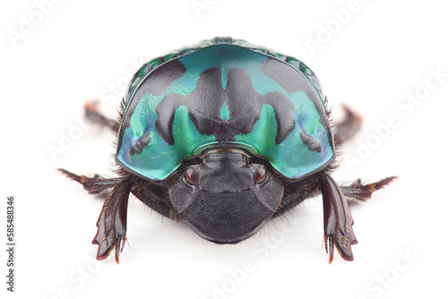 Dung beetle (Oxysternon conspicillatum) isolated on white photo