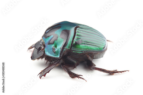 Dung beetle (Oxysternon conspicillatum) isolated on white