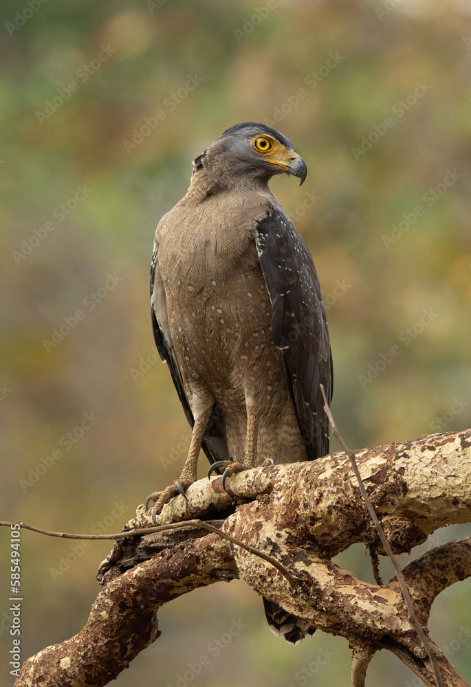 Crested serpent eagle perched on a tree, Tadoba Andhari Tiger Reserve, India Crested serpent eagle perched on a tree, Tadoba Andhari Tiger Reserve, India