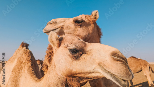 Camels Close up view in the desert