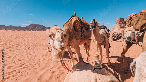 Camels Close up view in the desert © george