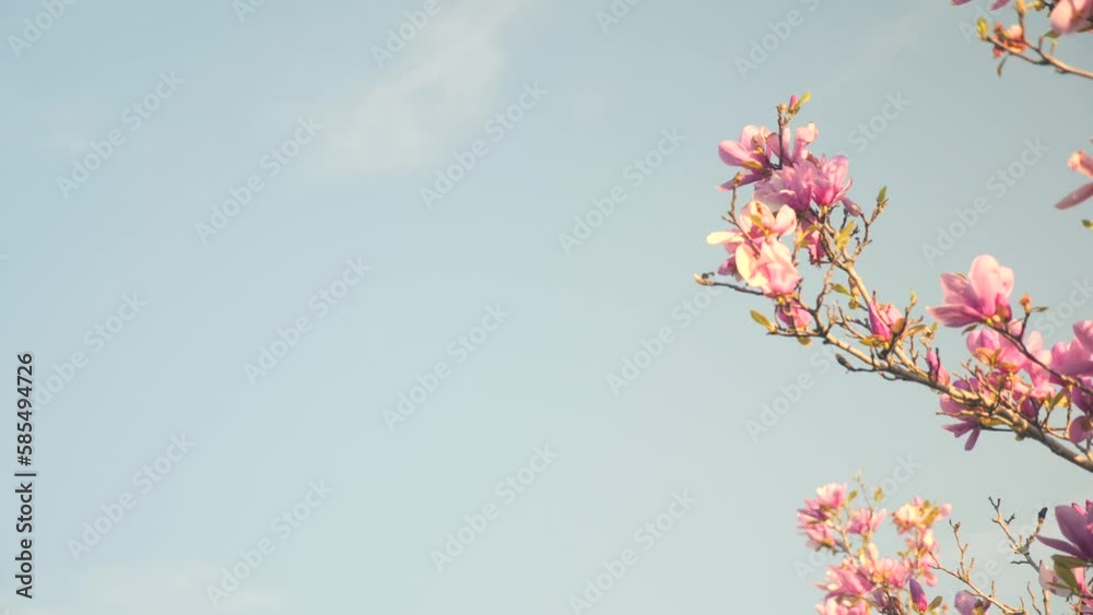 A tree branch with pink flowers against a blue sky A tree branch with pink flowers against a blue sky