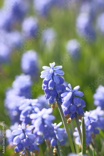 Grape hyacinths are small blue bells. © Soyka