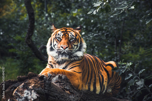 Tiger facing on a tree branch