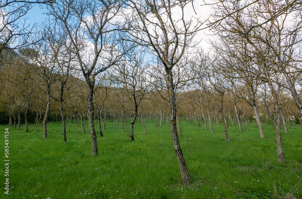 filari di alberi spogli in un campo in campagna filari di alberi spogli in un campo in campagna