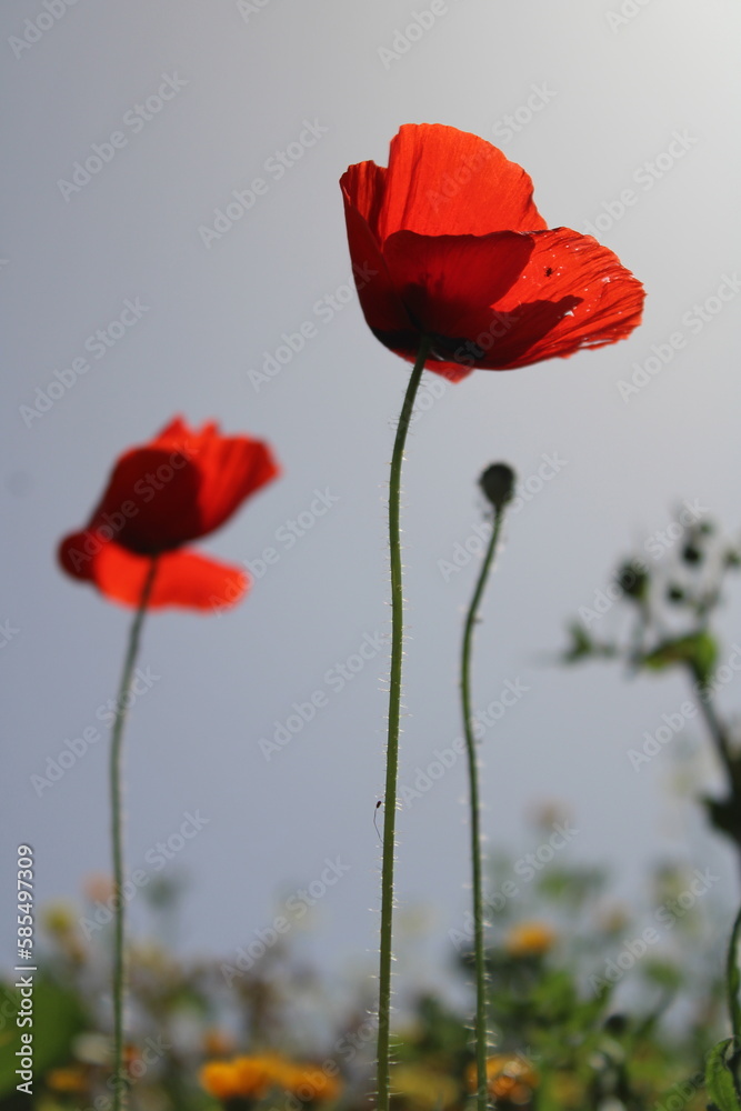 Obraz premium Amapola