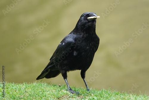 Fotografia Un corbeau mange du pain