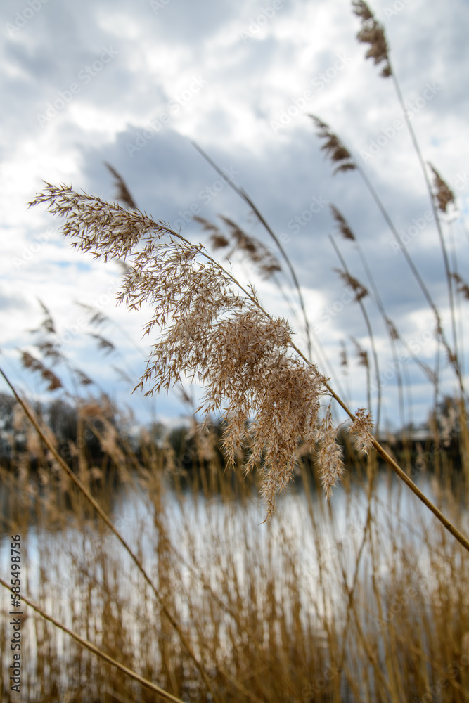 Obraz premium Schilf am Ufer der Elbe in goldener Farbe