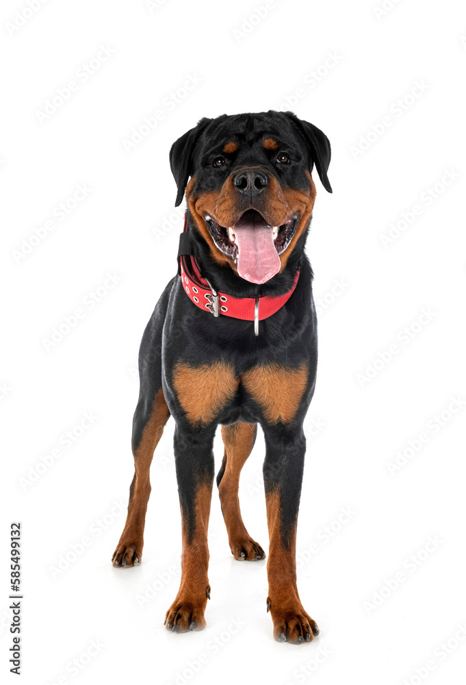 rottweiler in studio