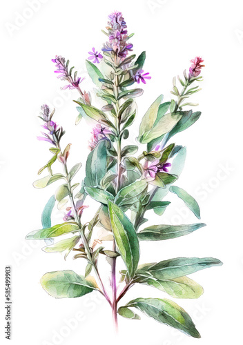Sage plant with flowers. Generative AI illustration in watercolour style