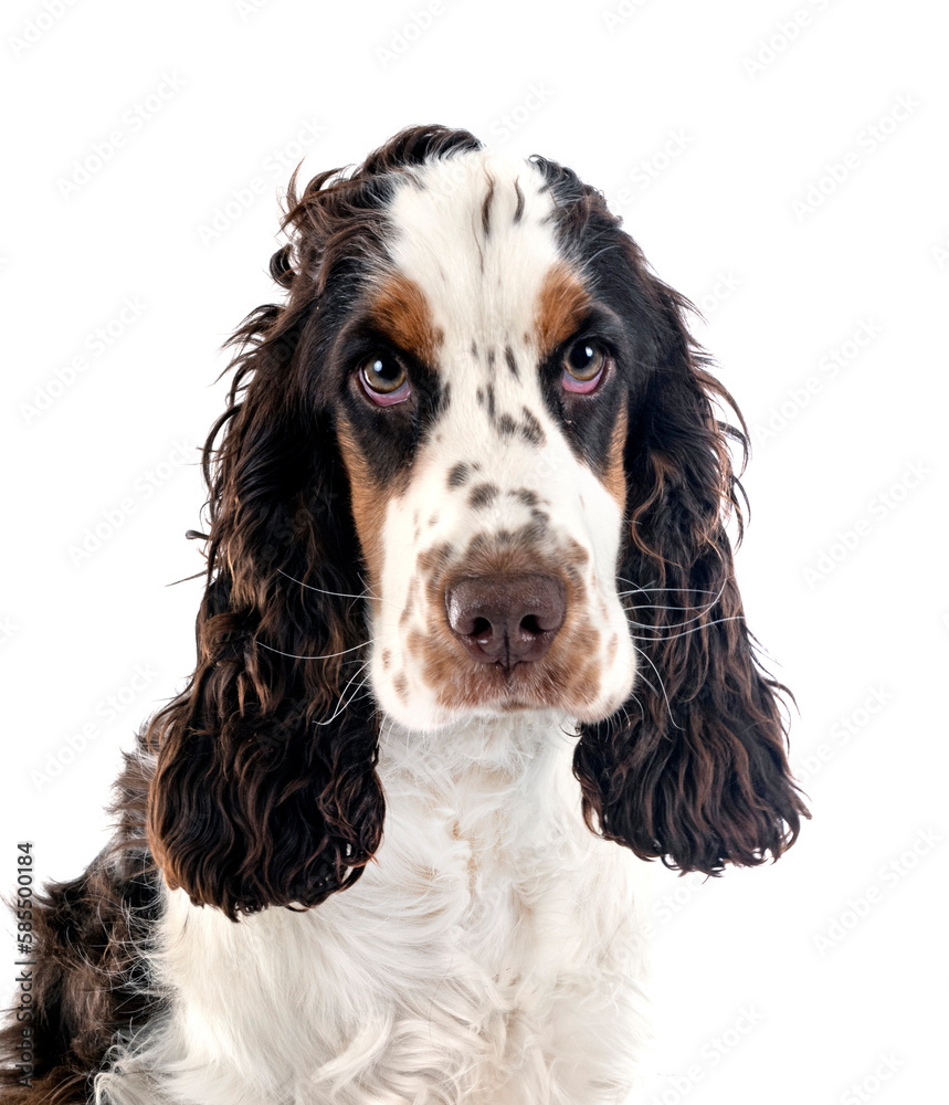 English Cocker Spaniel English Cocker Spaniel