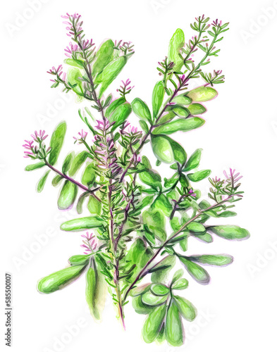 Thyme plant isolated on white background. Generative AI illustration in watercolor style