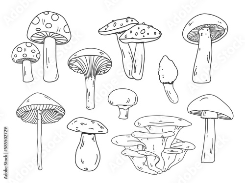 Various mushroom doodle set. Mushroom isolated line art for print, poster, banner, greeting card, design element. Mushrooms outline vector and illustration icons.