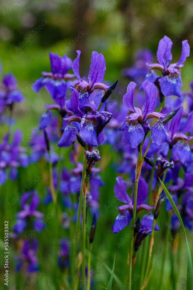 Fototapeta premium Siberian iris in spring garden. Group of blooming Siberian irises (iris sibirica) in the garden