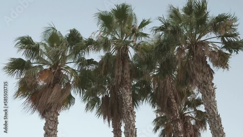 Palmen bewegen sich im Wind