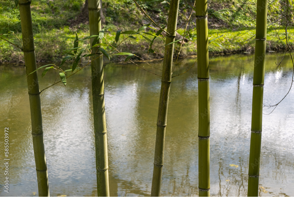 Canne Di Bambù Naturali Per Supporto Piante, Spessore 10-18mm, Lunghezze 2-6 Piedi, Lotto Da 10-100, UK