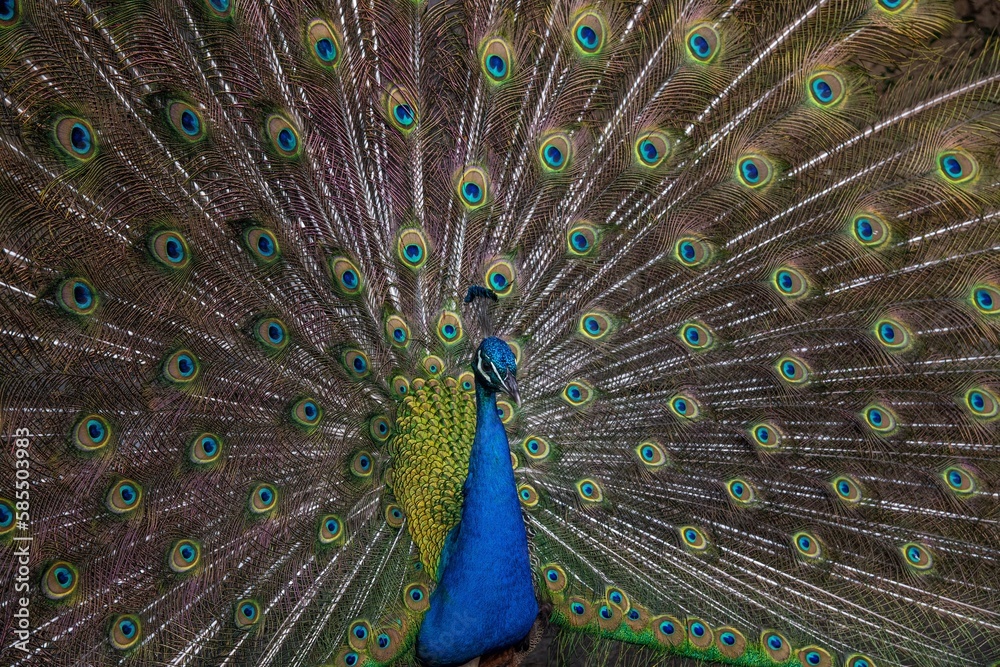 Fototapeta premium peacock with feathers