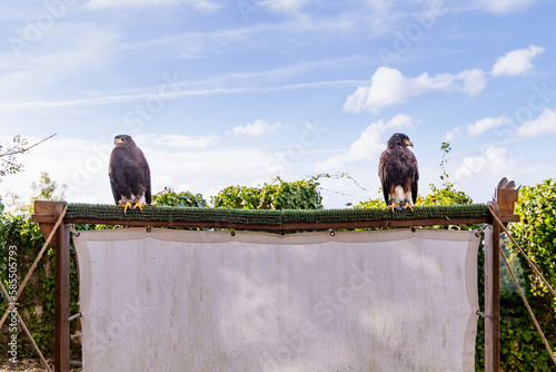 Aves de rapina a desfilar photo