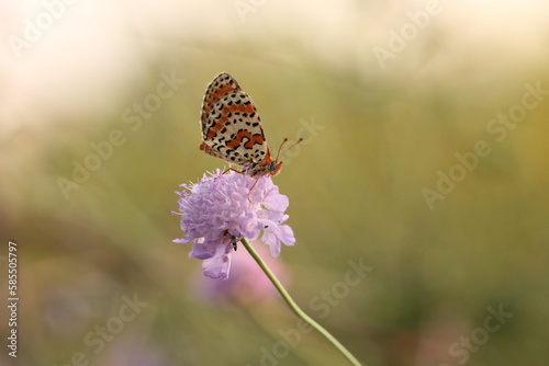 una farfalla melitaea didyma su un fiore di scabiosa in estate © Simona