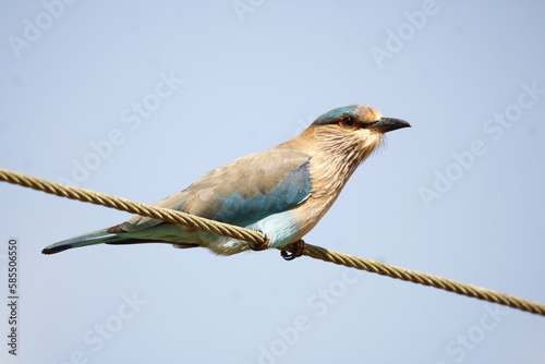 Beautiful Indian Roller bird during morning time. Looking for food. Wall mount of beautiful bird. Background for computer or electronic media. photo